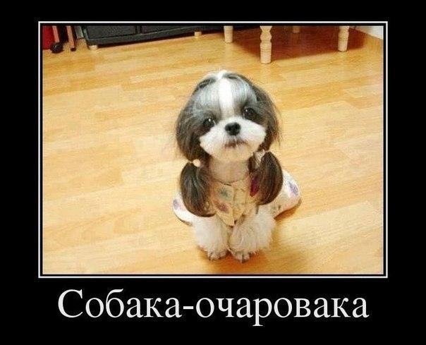 Дратути