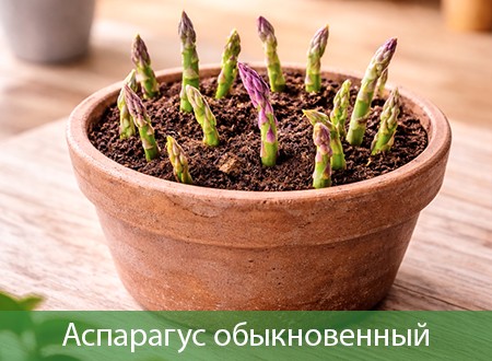 Аспарагусы
