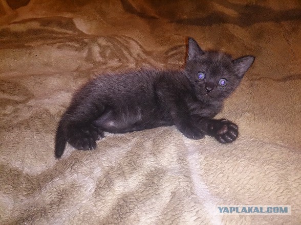 Котовторник 26.11.2013