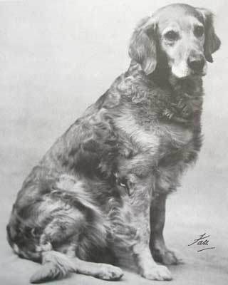 О, my dog