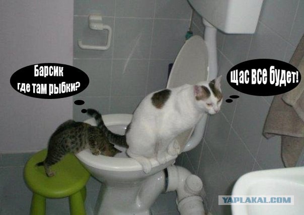 Как я кота к унитазу приучал