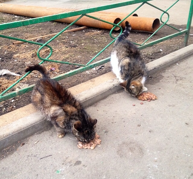 Котовторник 18.03.2014
