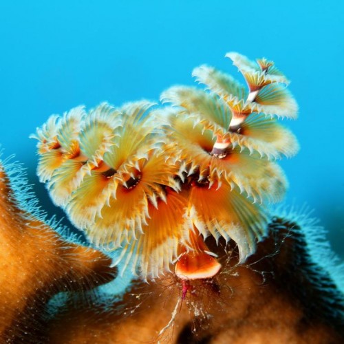 Новогодний червь