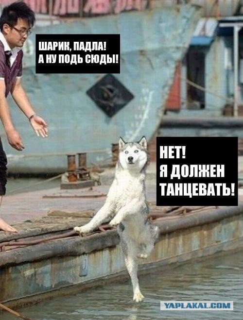 Подборка весёлых картинок