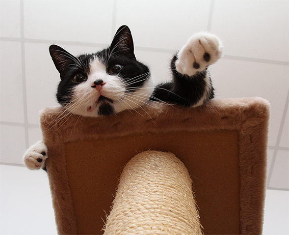 Котовторник 25.11.2014
