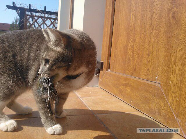 Случай на охоте