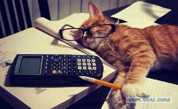 Котовторник