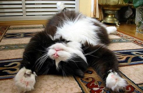 Коты, кошки, котята