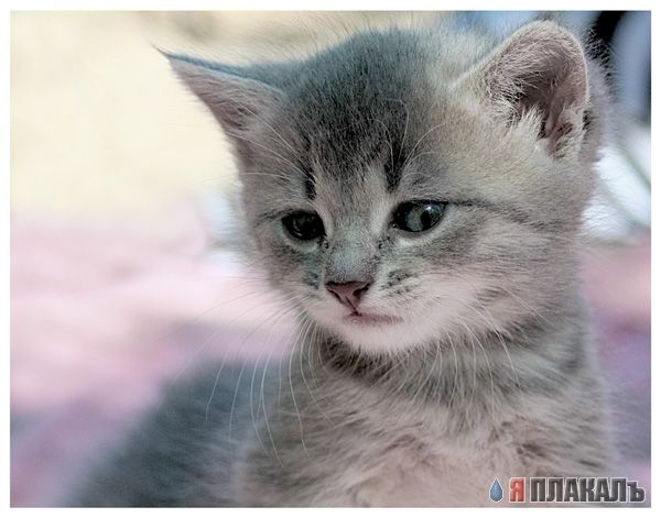А вот и котовторник!