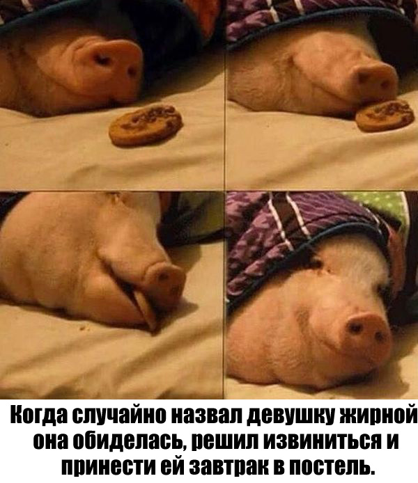 Ассорти картинок из сети