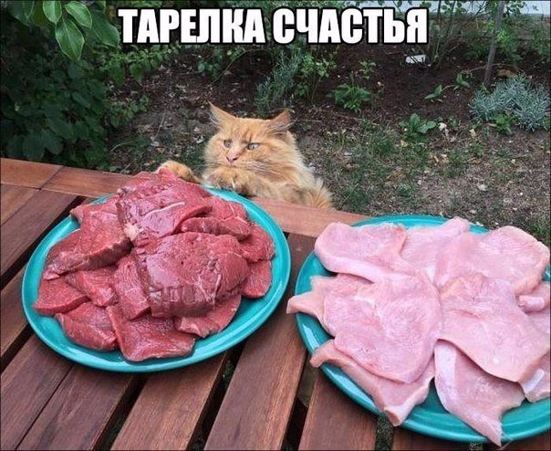 Прикольные животные
