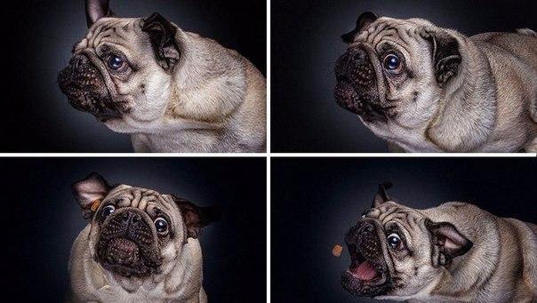 Прикольные животные