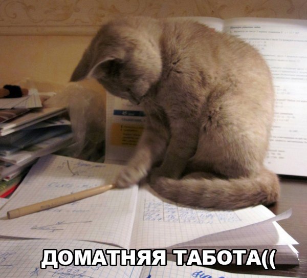 Прикольные животные
