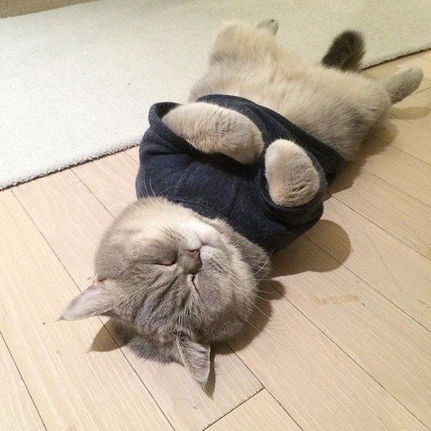 Коты из сети