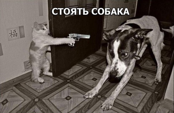 Подборка смешных картинок
