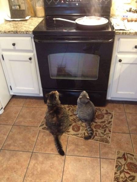 Коты из сети