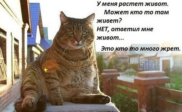 Коты из сети