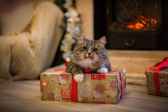 Коты из сети