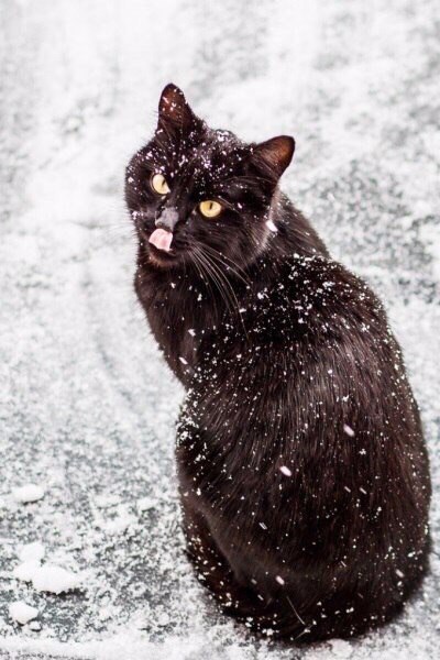 Коты из сети