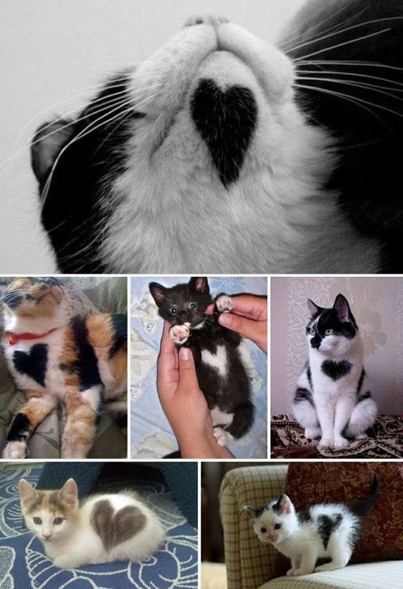 Коты из сети