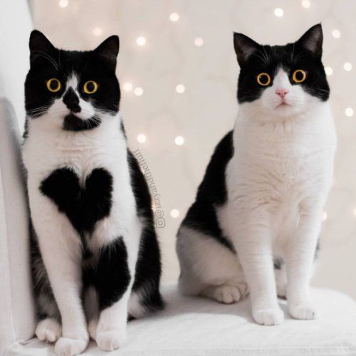Коты и Кошки