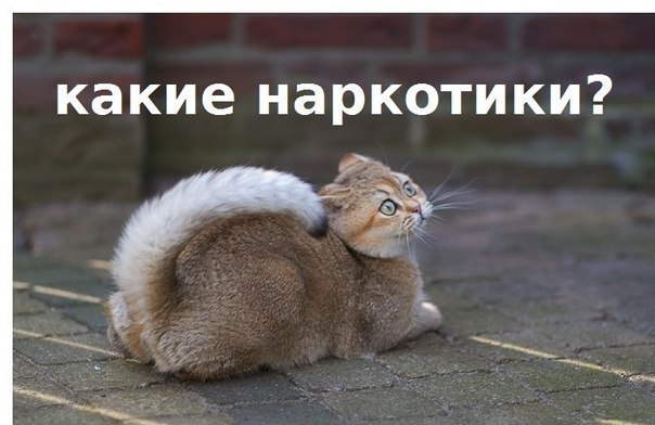 Глава Ростовской области распорядился уничтожить всю коноплю в регионе