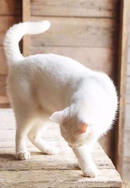 Коты и Кошки