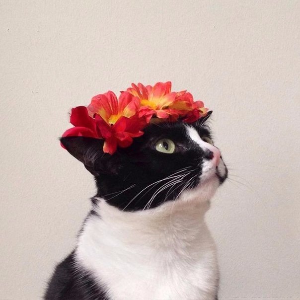 Коты и Кошки