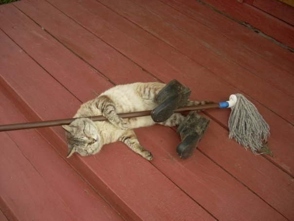 Коты и Кошки