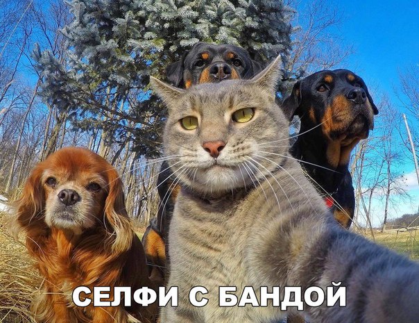 130 картинок для поднятия настроения!