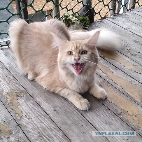 Котовторник 07.11.2017