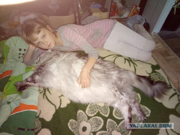 Котовторник  14.11.2017