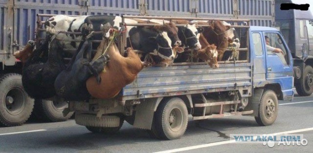 «ГАЗель» с самой необычной «дополнительной опцией»