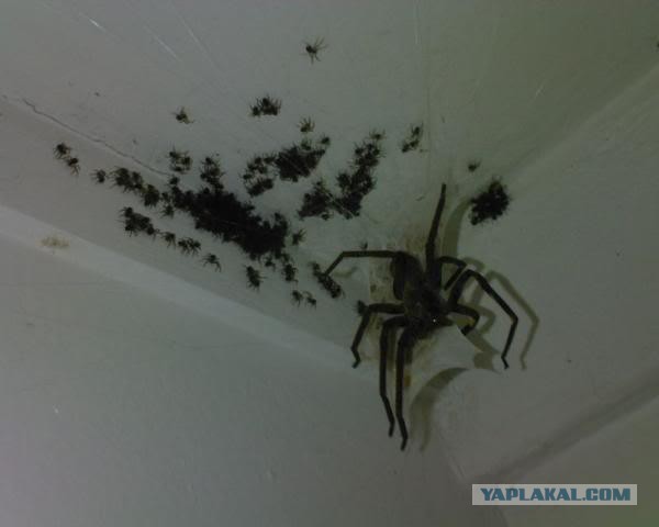 Австралиец узнал о гигантском пауке в своём доме, когда дети пригласили того на завтрак