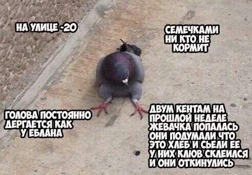 Специфичного юмора псто