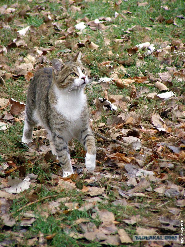 УРРААА ! Котовторник на ЯПлакалъ !