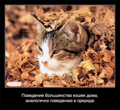 Интересные факты о кошках в картинках, 90 штук