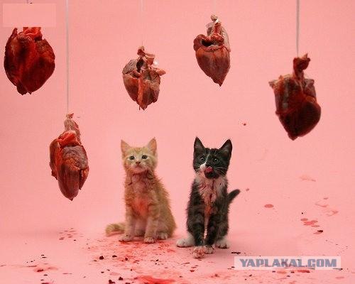 Котовторник 1.02.2011