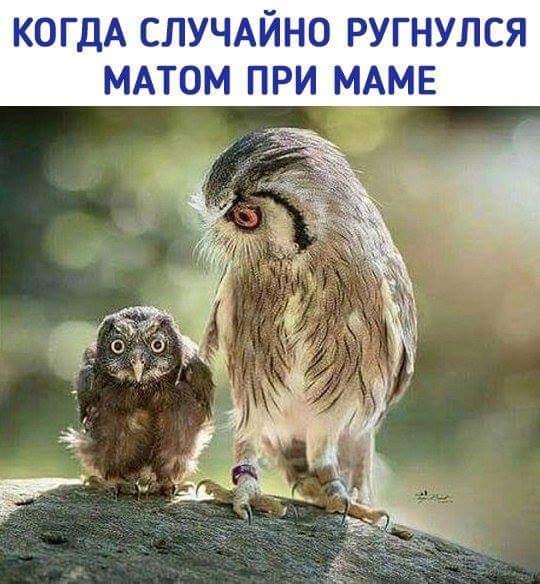 Не очень адекватный юмор