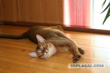 Котовторник в "КотоГетто"