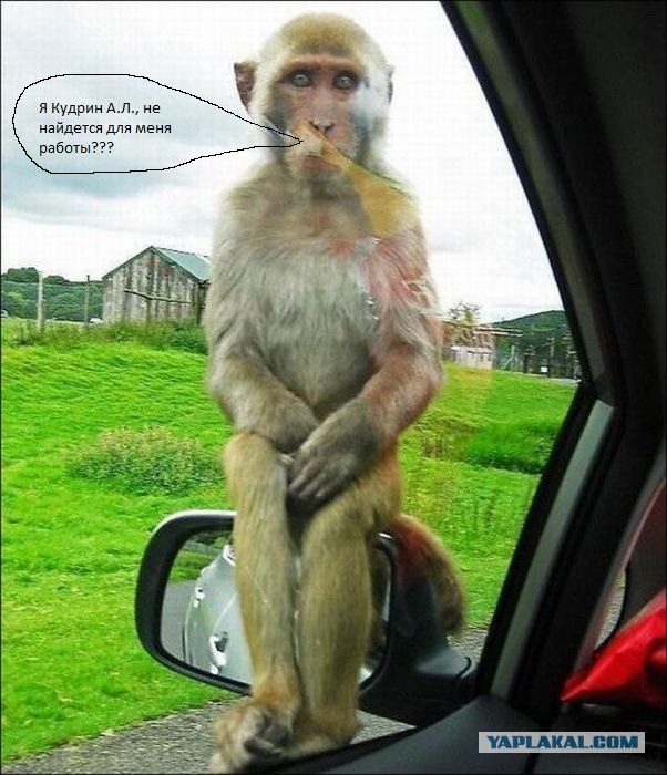 Самый несчастный в мире обезьян