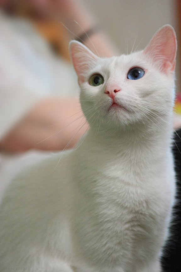 Котовторник 1.11.11