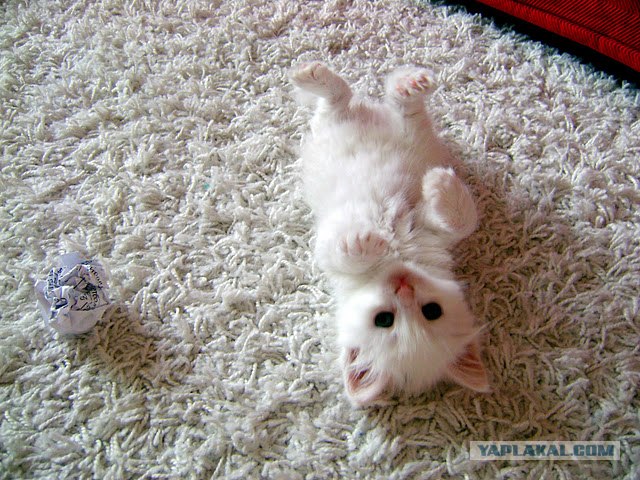 Котовторник 06.12.2011