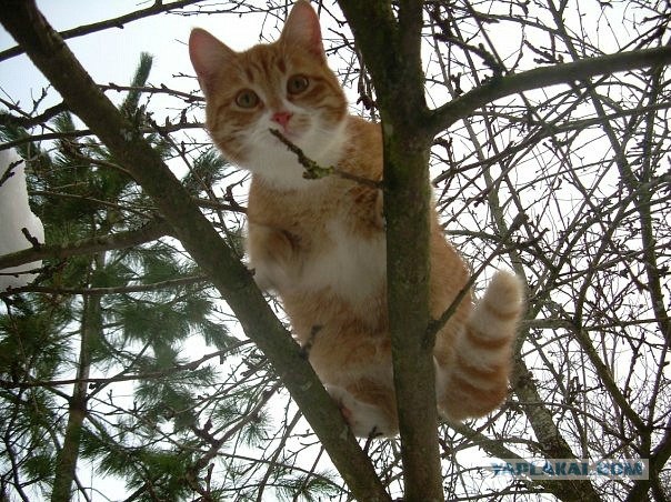 Первый КОТОВТОРНИК 2012