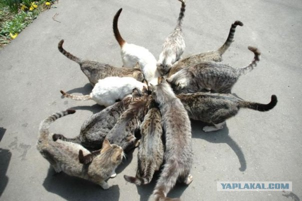 Котовторник 24.04.2012