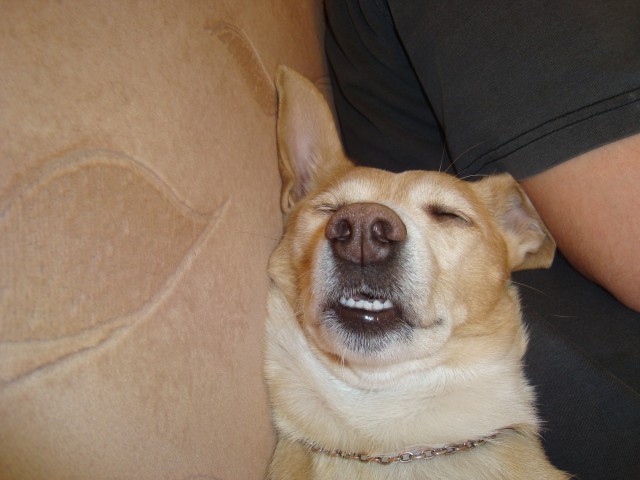 Самые смешные снимки животных за 2012 год