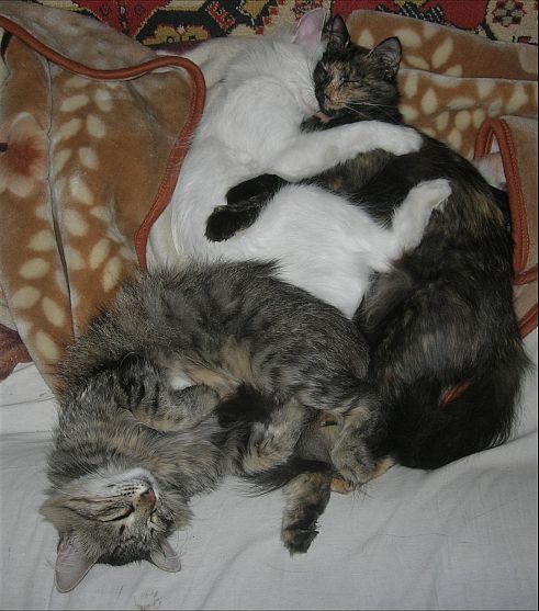 Кошки, которые заснули в самых невообразимых позах