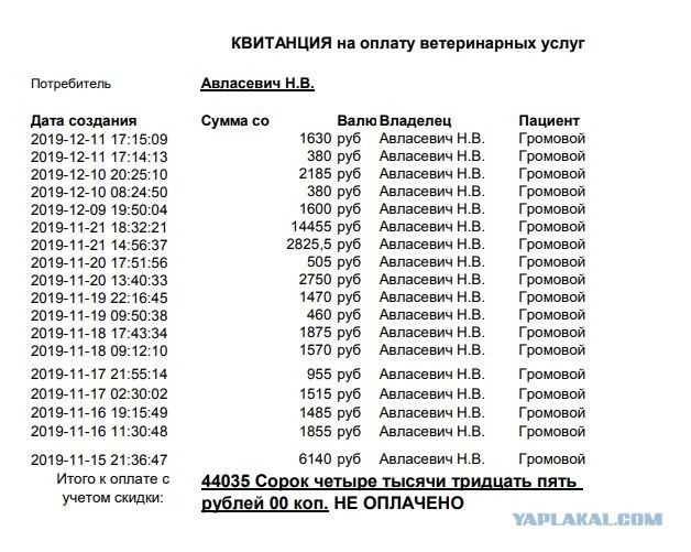 Помогите вернуть кота! Приют "Преданное сердце" украл кота и не отдает!-2