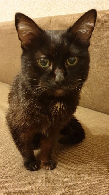 Начнем котоФторник?