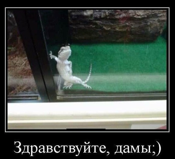 Прикольные картинки 20.02.20